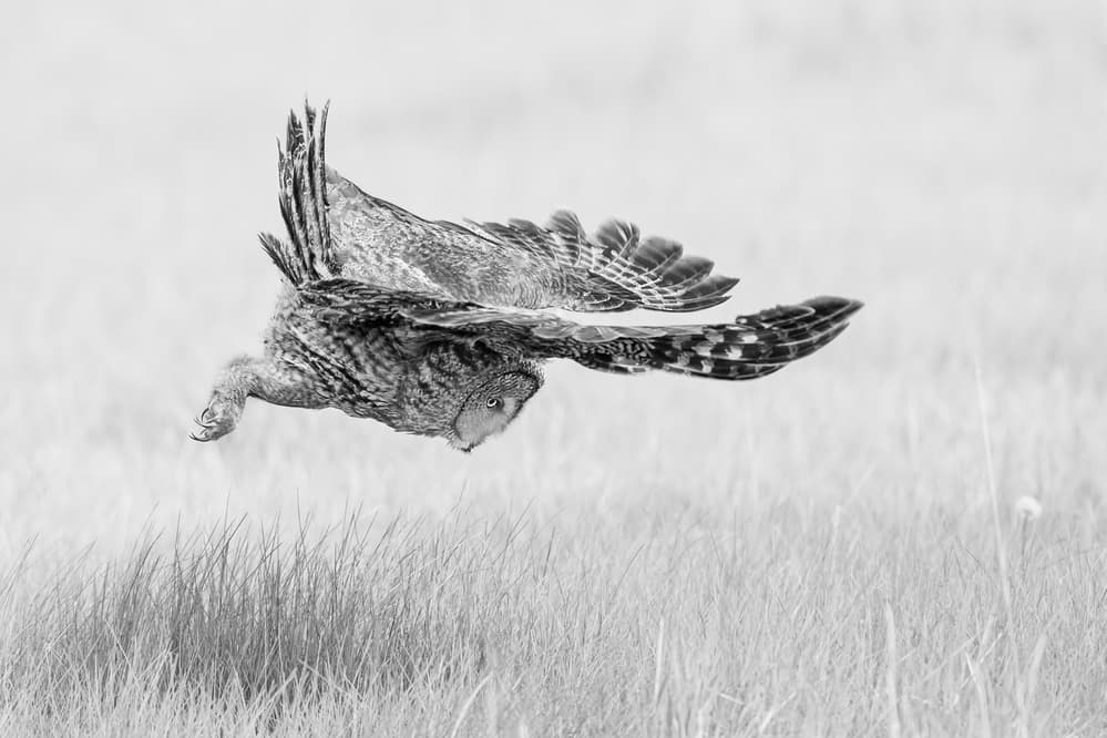 Great Grey Owl Dive by Jun Zuo — canvas wall art