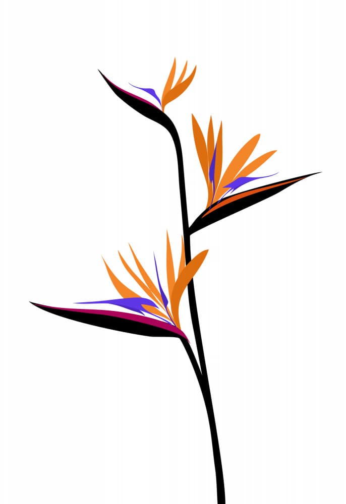 Exotic Bird of Paradise by Rosana Laiz Blursbyai — canvas wall art
