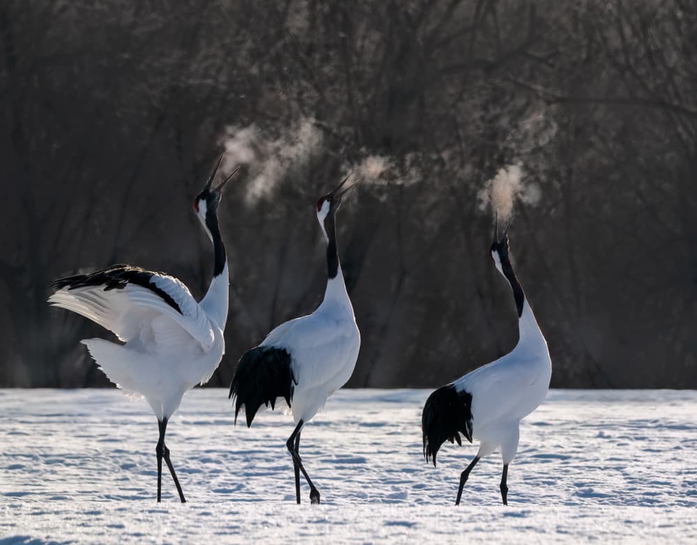 Winter Cranes Calling by Yuan Su — canvas wall art
