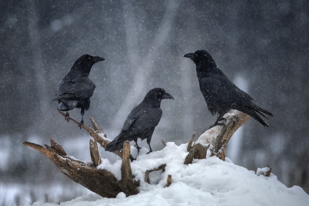 Three Ravens Winter Snow by Olga Rudchenko — canvas wall art