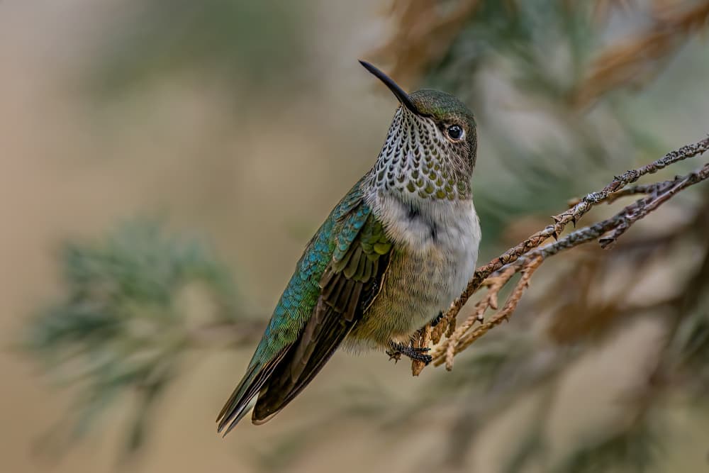Delicate Hummingbird Perched by Jacob (Jian) Xu — canvas wall art
