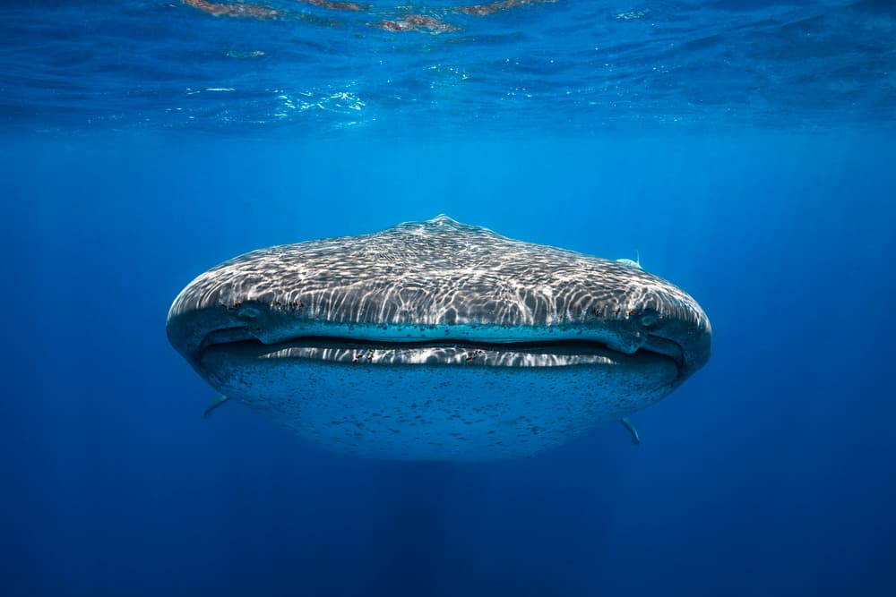 Whale Shark Blue Depths by Barathieu Gabriel — canvas wall art