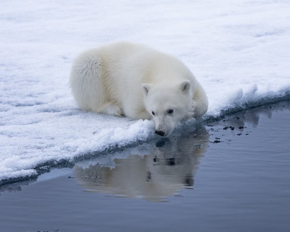 Polar Bear Cub Reflection by Manish Nagpal — canvas wall art