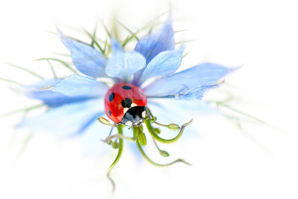 Serene Ladybug on Blue Flower by Jacky Parker — canvas wall art