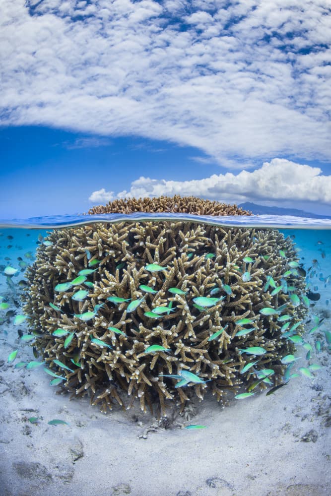 Tropical Coral Split View by Barathieu Gabriel — canvas wall art