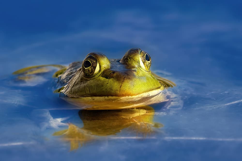 Watchful Green Frog by Lucie Gagnon — canvas wall art