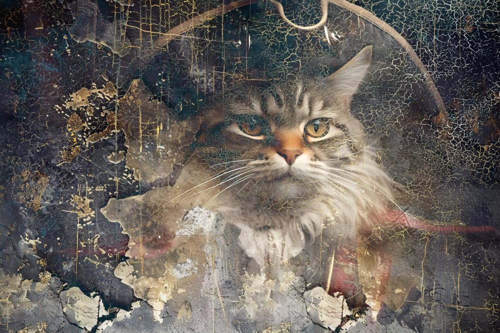 Distressed Tabby Cat by Rafal Kulik — canvas wall art