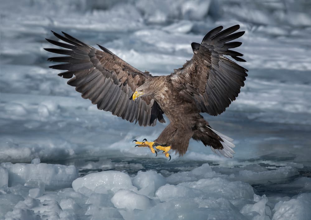 Powerful Eagle Descent by Larry Deng APA — canvas wall art