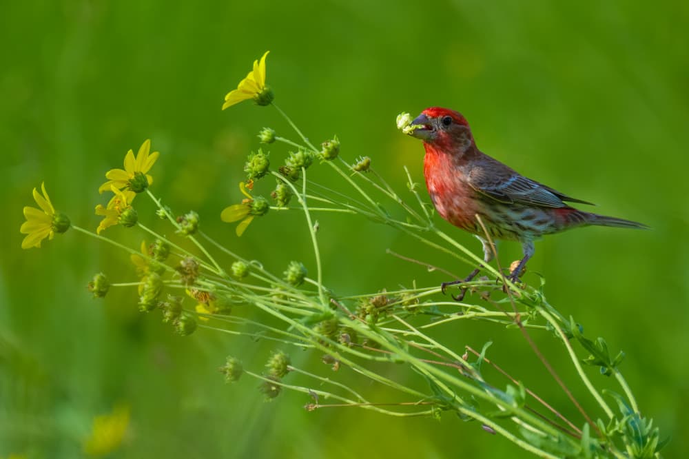 Red Finch Among Flowers by Mike He — canvas wall art