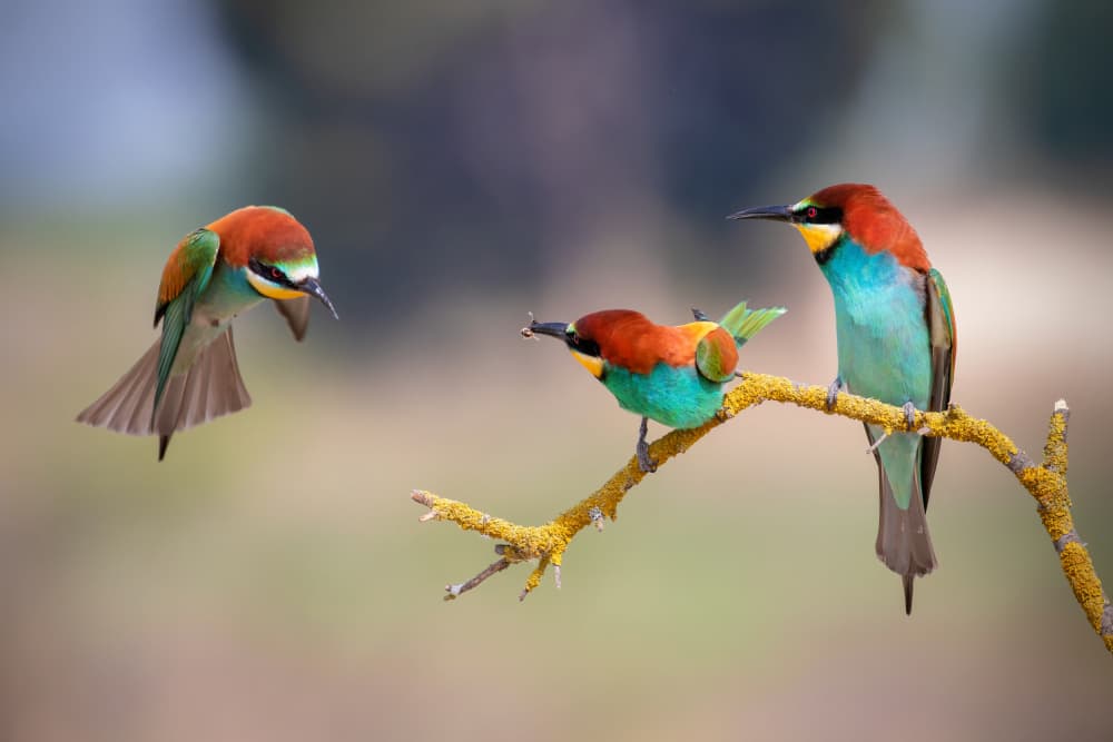 Colorful Bee-eater Trio by TONY GORAN — canvas wall art