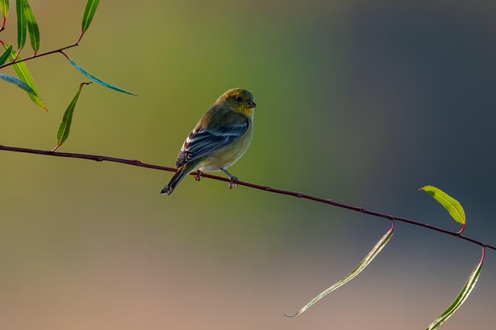 Yellow Bird on Willow by Johnson Huang — canvas wall art