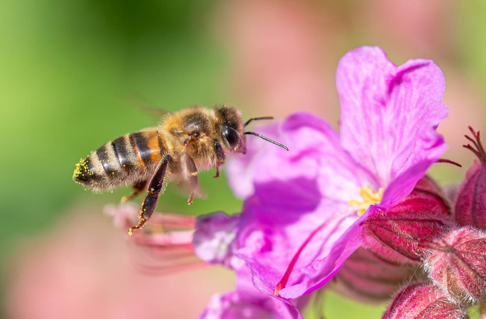 Flying Bee Pink Flower by Danny Mendoza — canvas wall art