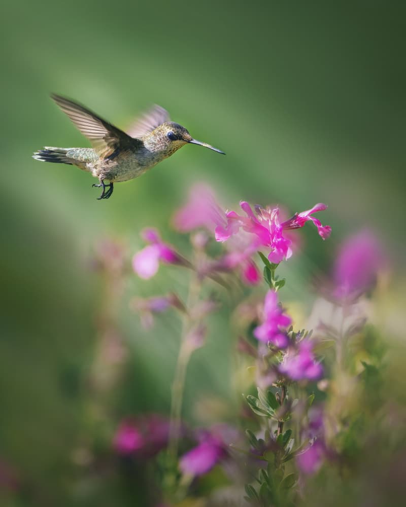 Hovering Hummingbird Bloom by Qing Zhao — canvas wall art