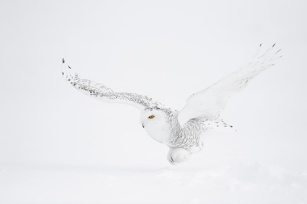 Snowy Owl in Flight by Marco Pozzi — canvas wall art