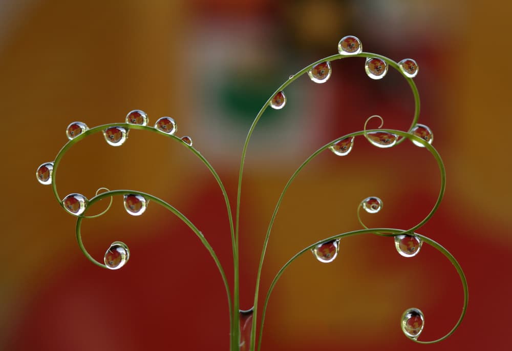 Dewdrop Leaf Curls by Abdul Gapur Dayak — canvas wall art
