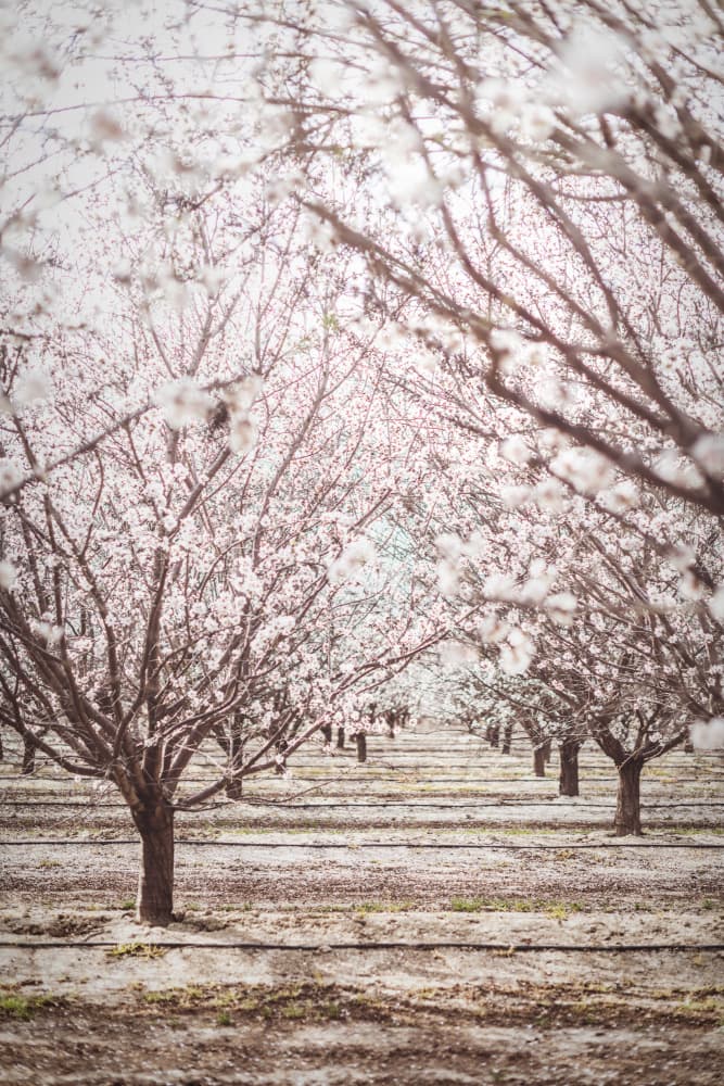Dreamy Almond Blossoms by Tim Mossholder — canvas wall art