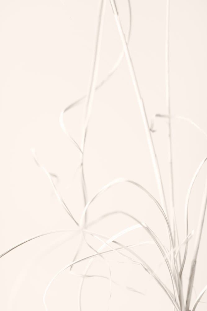 Serene Wispy Grass by Pictufy Studio III — canvas wall art