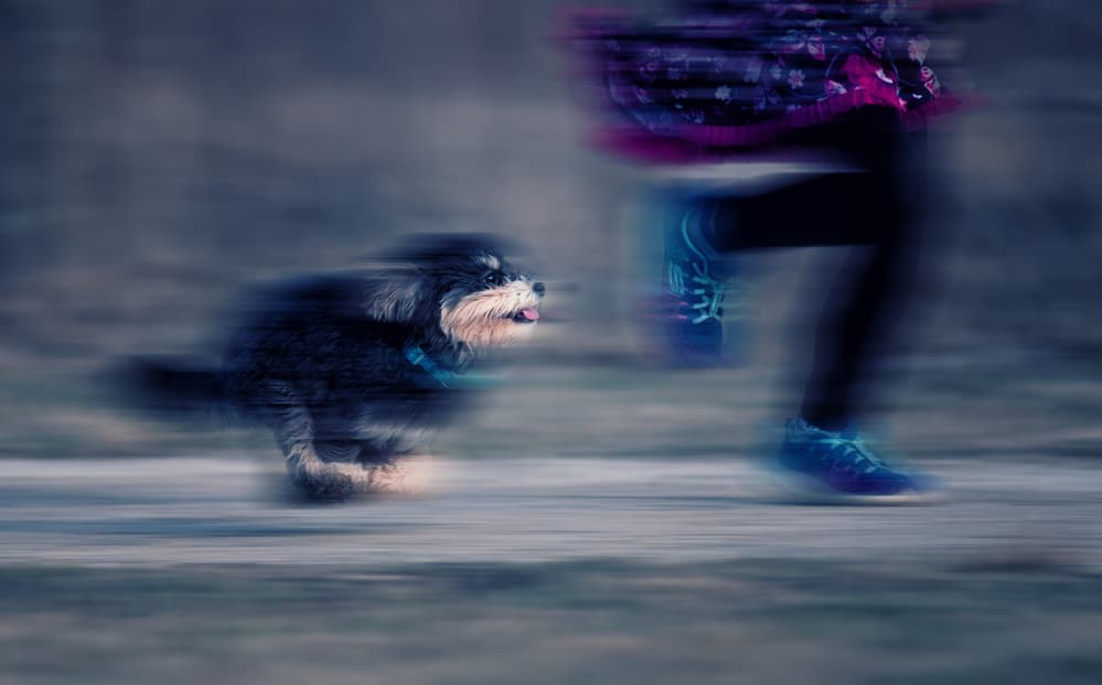 Speedy Dog Run by Yu Cheng — canvas wall art