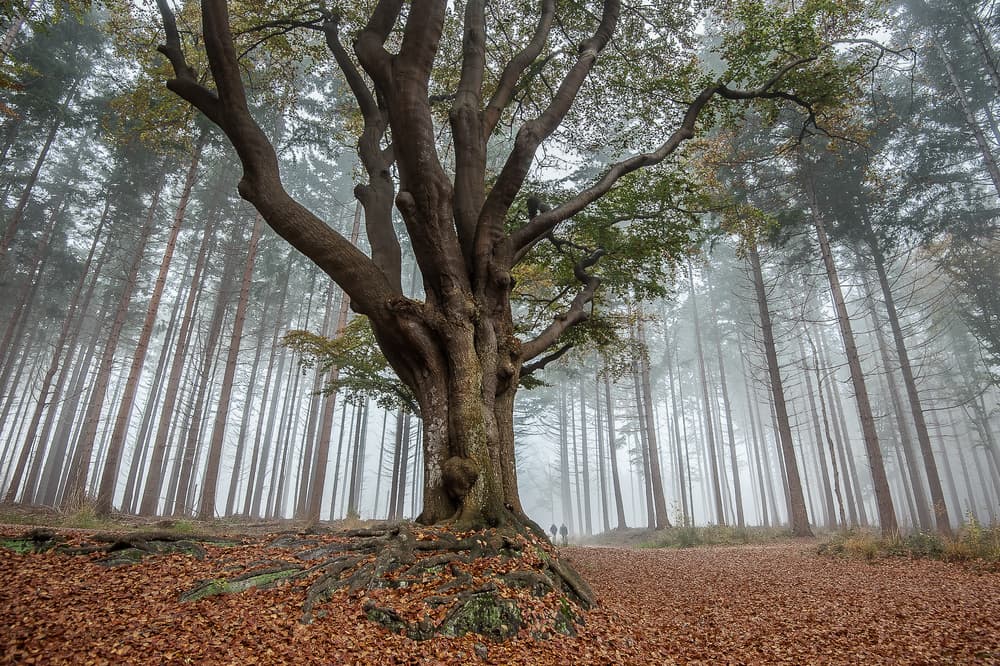 Ancient Tree Foggy Woods by Piet Haaksma — canvas wall art