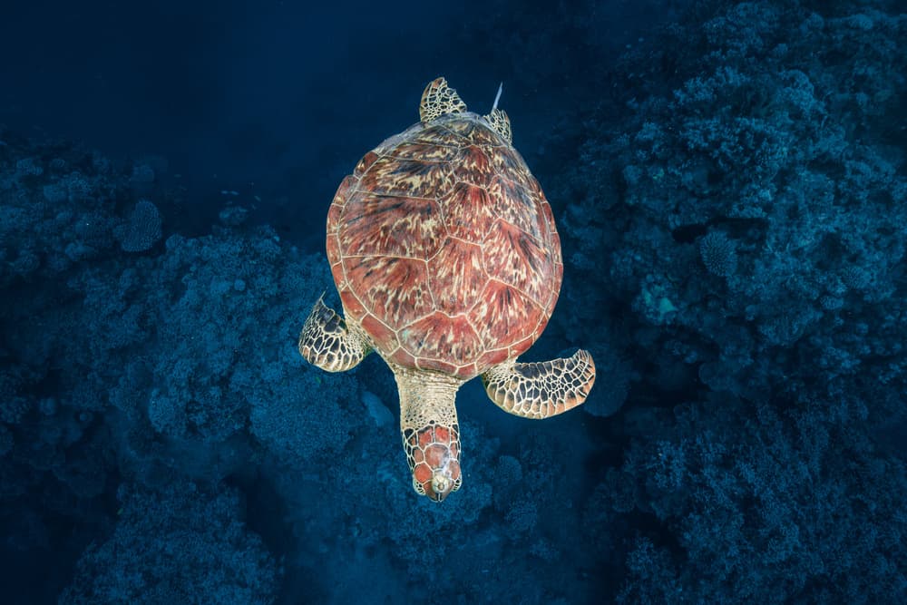 Deep Blue Turtle Swim by Barathieu Gabriel — canvas wall art