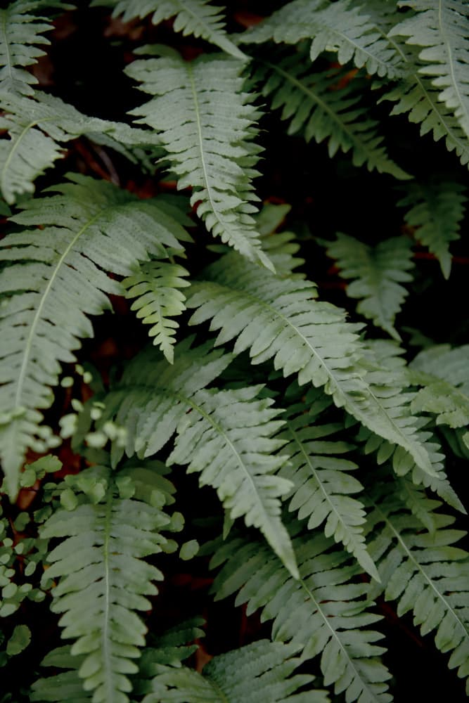 Lush Green Ferns by Crystal Lynn Collins — canvas wall art