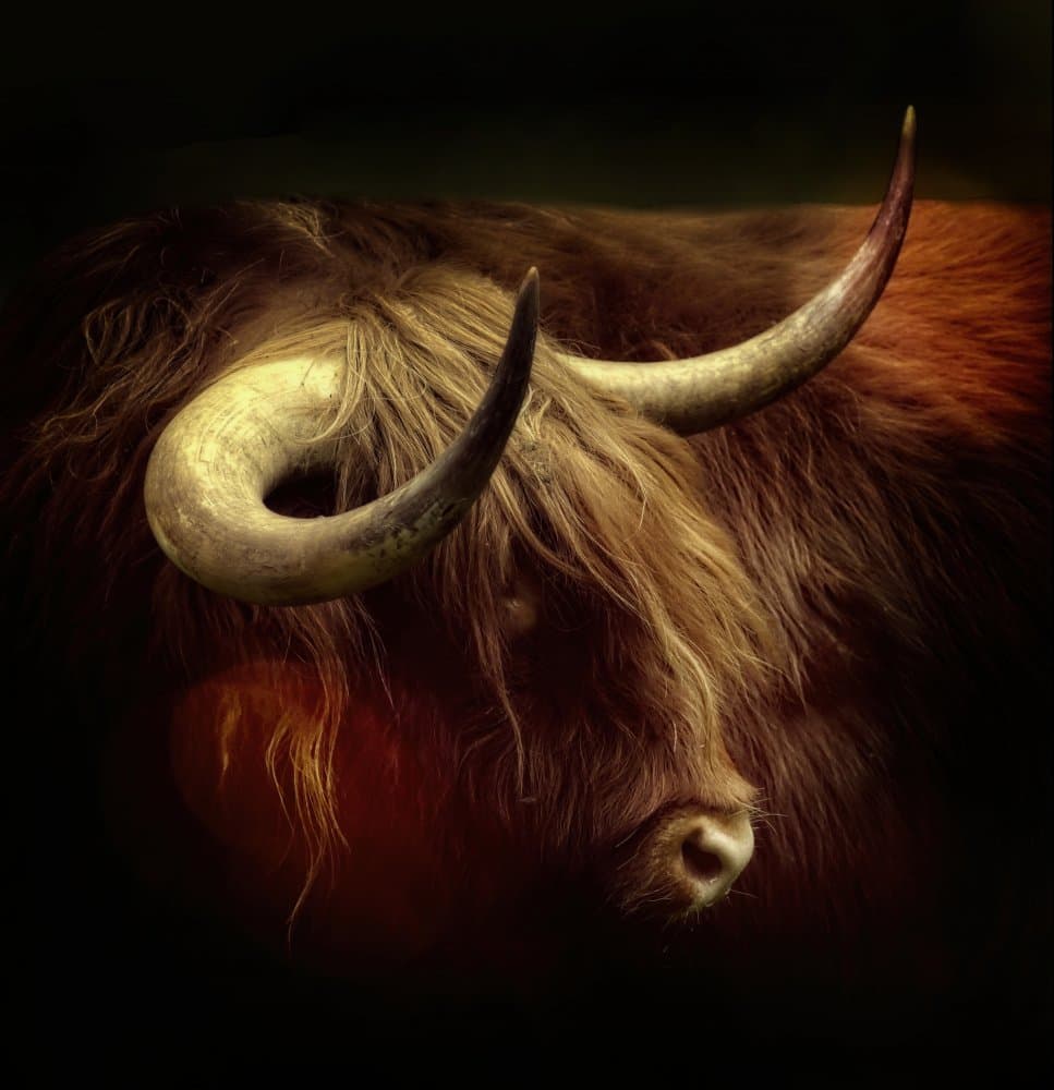Shaggy Highland Bull by Anna Cseresnjes — canvas wall art