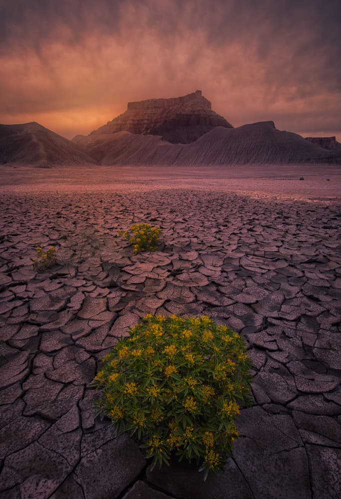 Resilient Desert Landscape by May G — canvas wall art