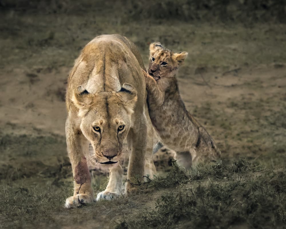 Lioness and Playful Cub by Anna Zhang — canvas wall art