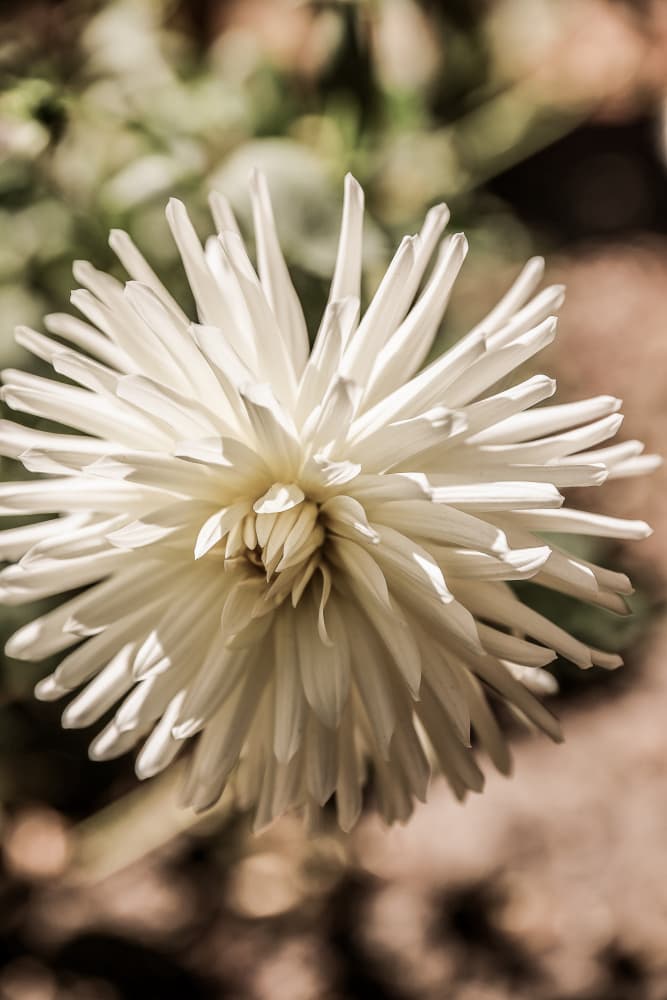 White Blossom Glow by Shot by Clint — canvas wall art