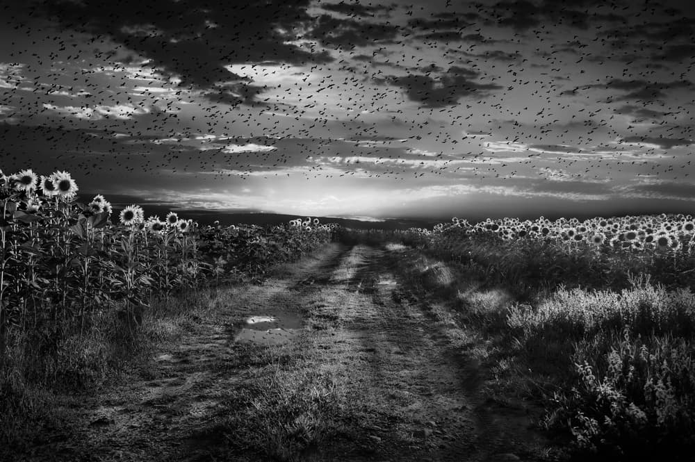 Dramatic Sunflower Field Path by Nicodemo Quaglia — canvas wall art