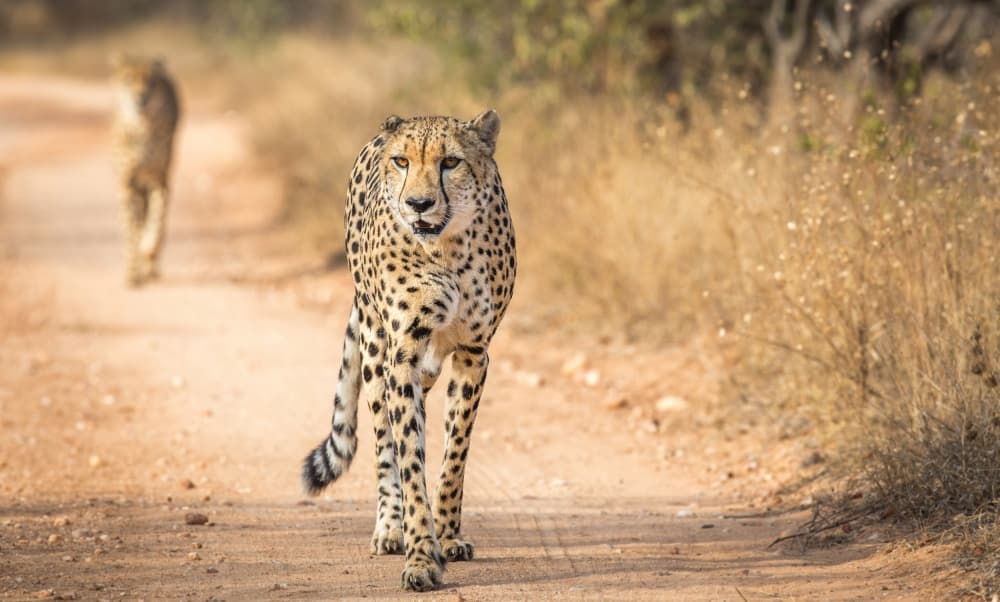 Walking African Cheetahs by Jeffrey C. Sink — canvas wall art