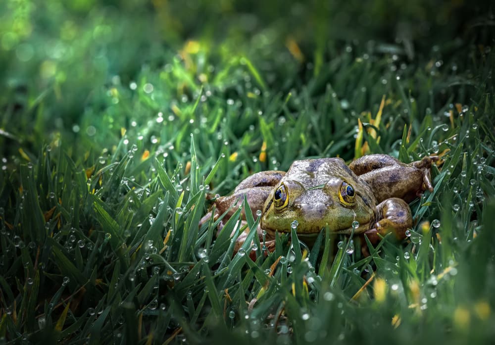 Frog in Dewy Grass by Atul Saluja — canvas wall art