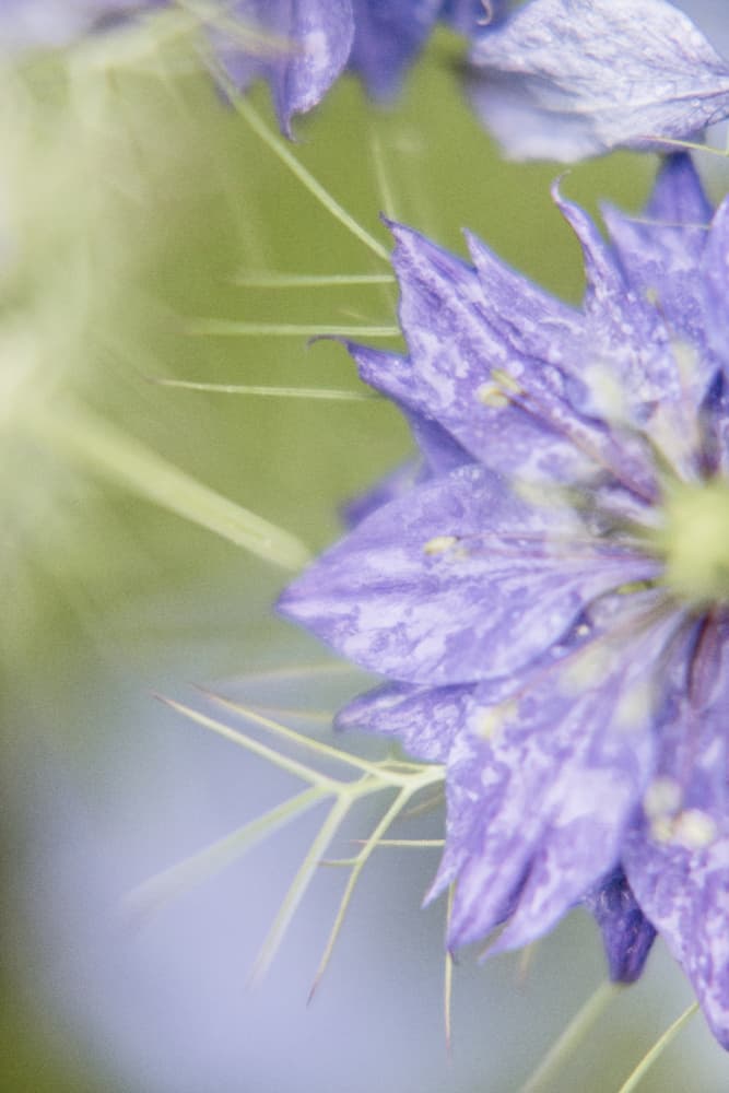 Dreamy Purple Blossom by Lynann Colligan — canvas wall art