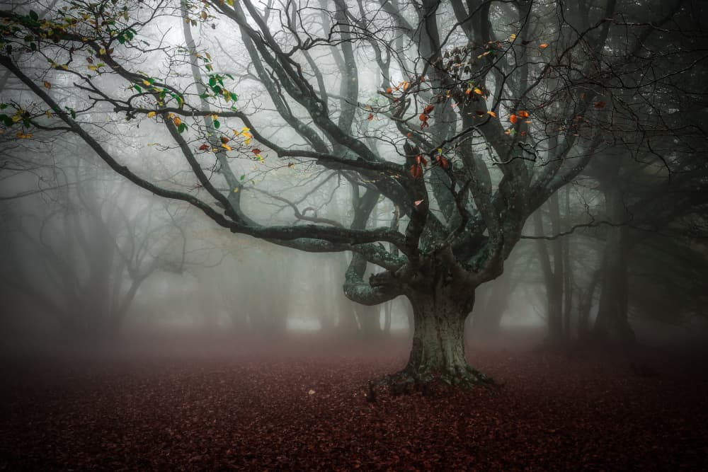 Misty Autumn Forest by Sergio Barboni — canvas wall art