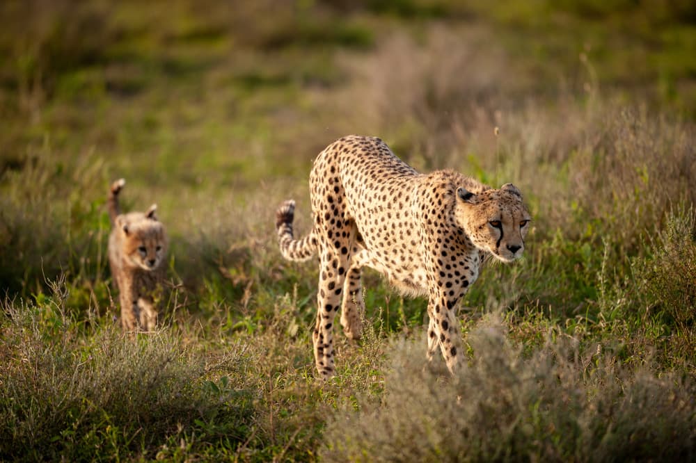 Cheetah Mother and Cub by Massimo Felici — canvas wall art