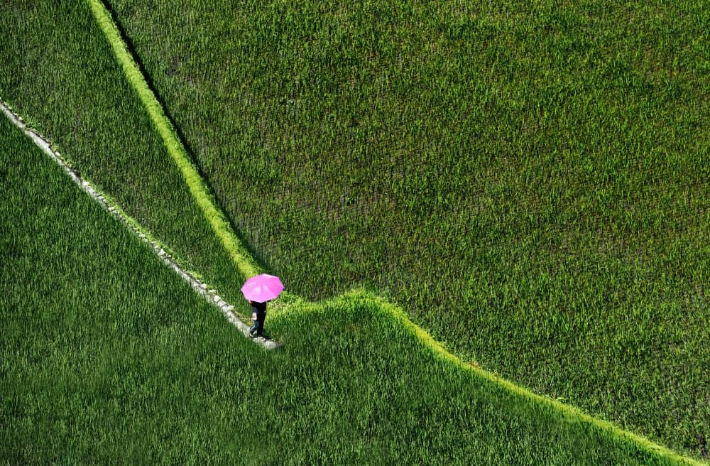 Pink Umbrella Green Field by Izidor Gasperlin — canvas wall art