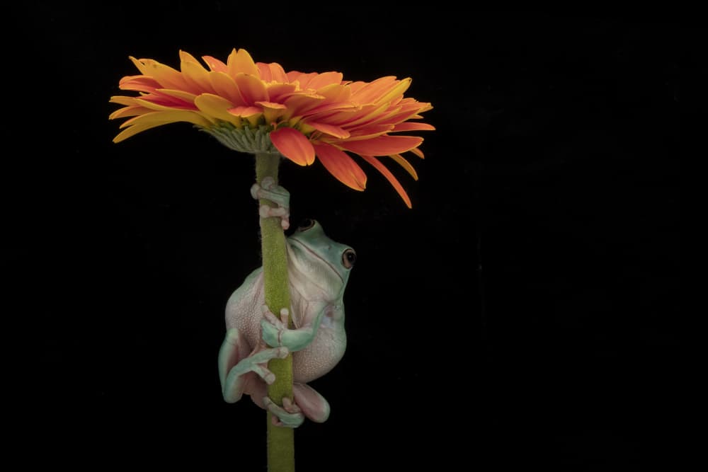Tree Frog On Orange Flower by Linda D Lester — canvas wall art