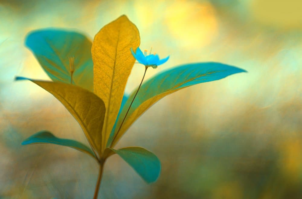 Golden Leaves Blue Bloom by Ylva Sjögren — canvas wall art