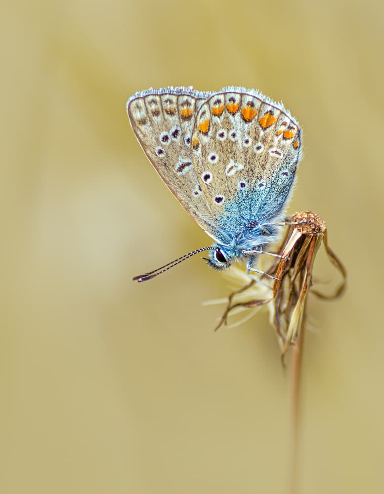Delicate Blue Butterfly by Ytje Veenstra — canvas wall art