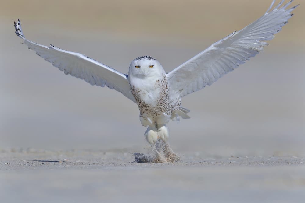 Snowy Owl Takes Flight by Gavin Lam — canvas wall art