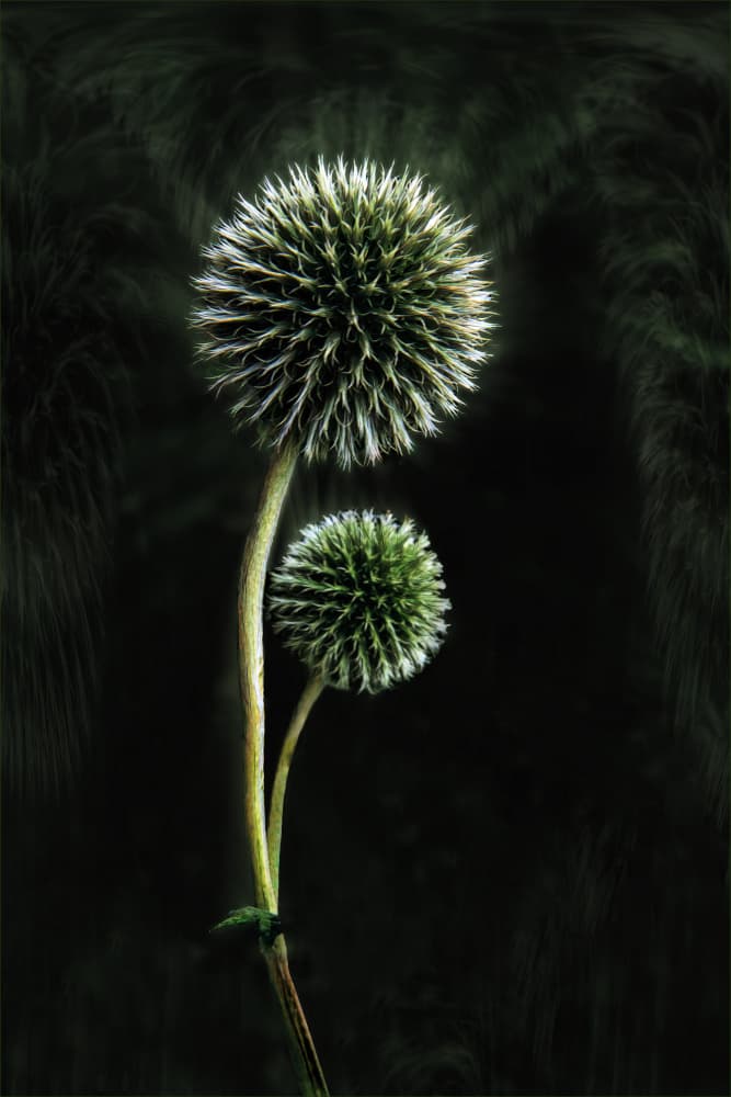 Moody Globe Thistles by Gilbert Claes — canvas wall art