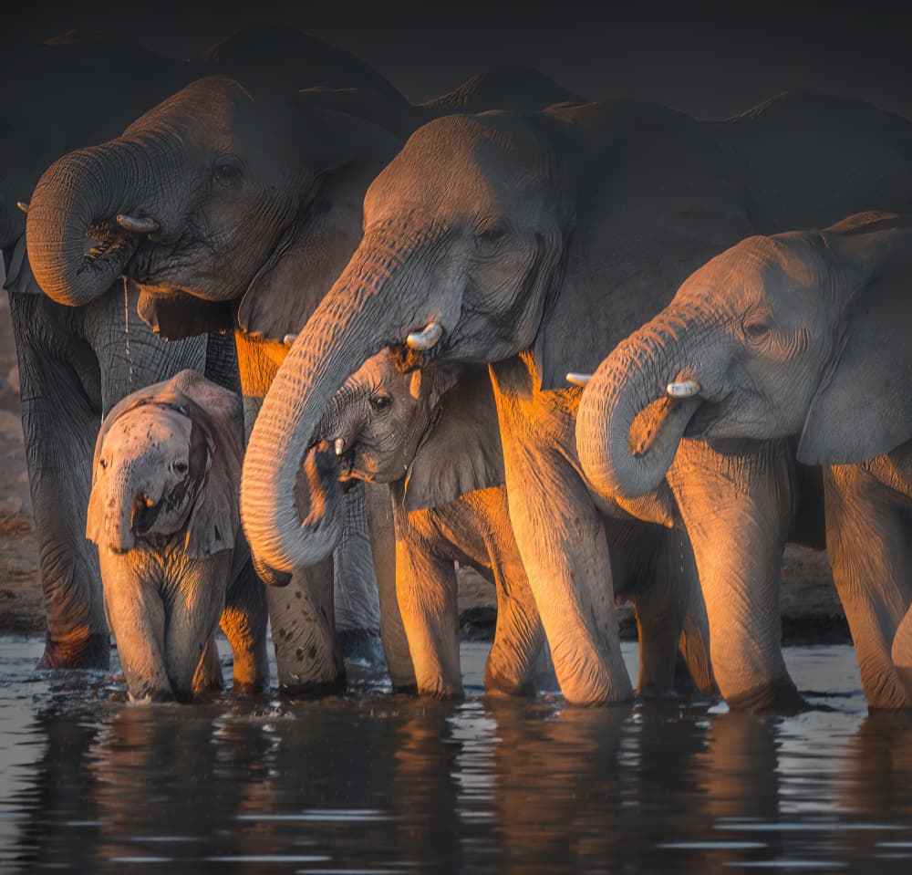 Golden Hour Elephant Family by Willa Wei — canvas wall art