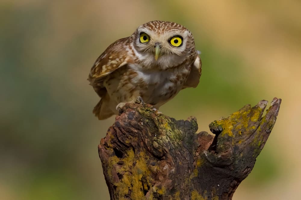 Curious Little Owl by David Manusevich — canvas wall art