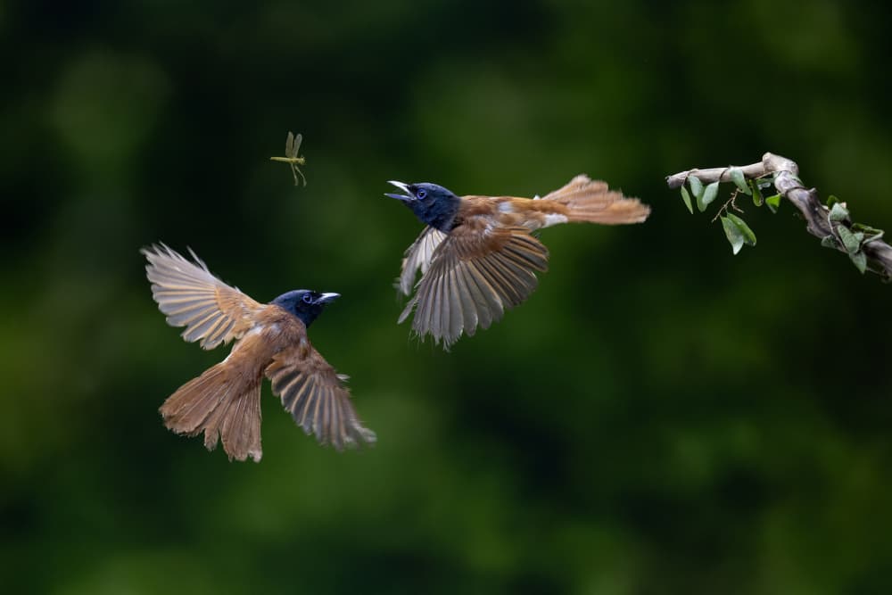 Wildlife Mid-Air Chase by Lisdiyanto Suhardjo — canvas wall art