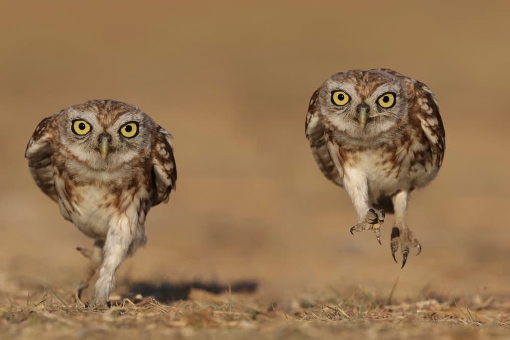 Playful Burrowing Owls Running by David Manusevich — canvas wall art