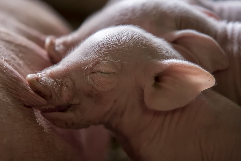 Newborn Piglet Nursing by Gert van den Bosch — canvas wall art
