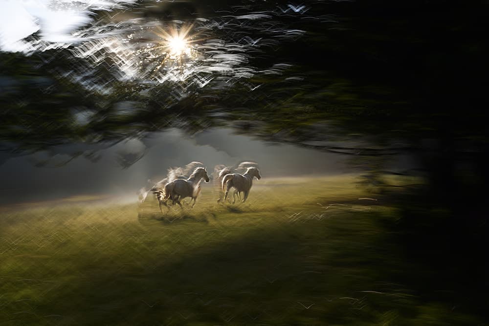 Sunlit Horses Run by Milan Malovrh — canvas wall art