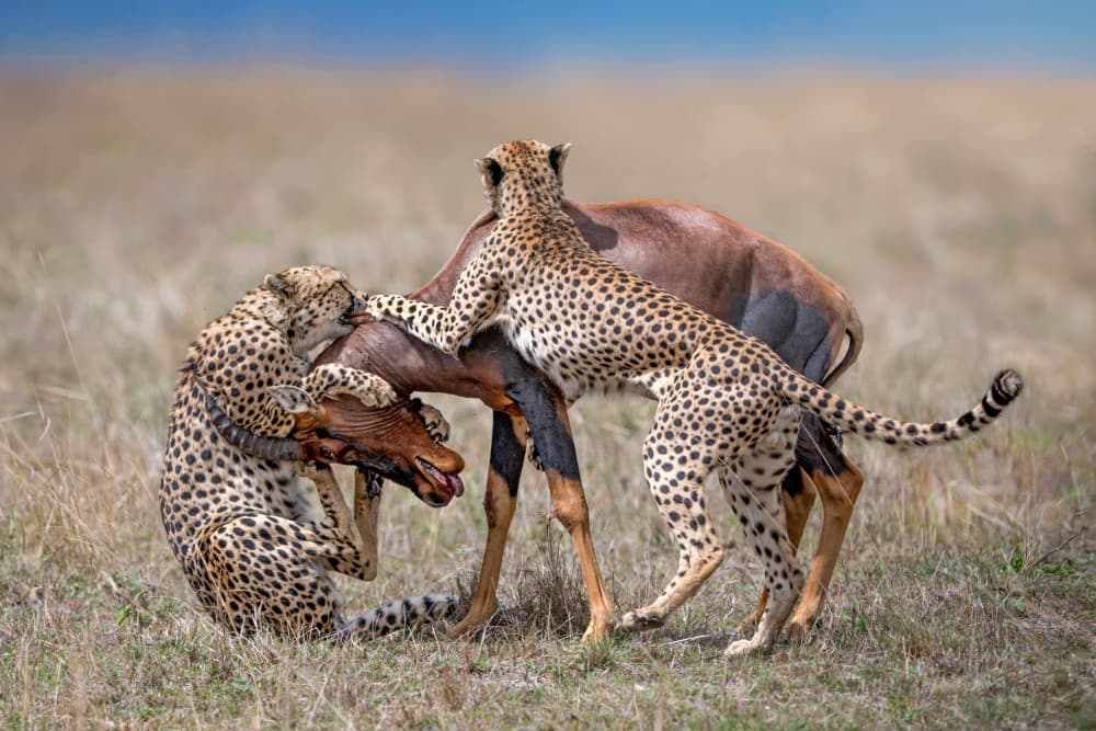 African Cheetah Hunt by Xavier Ortega — canvas wall art