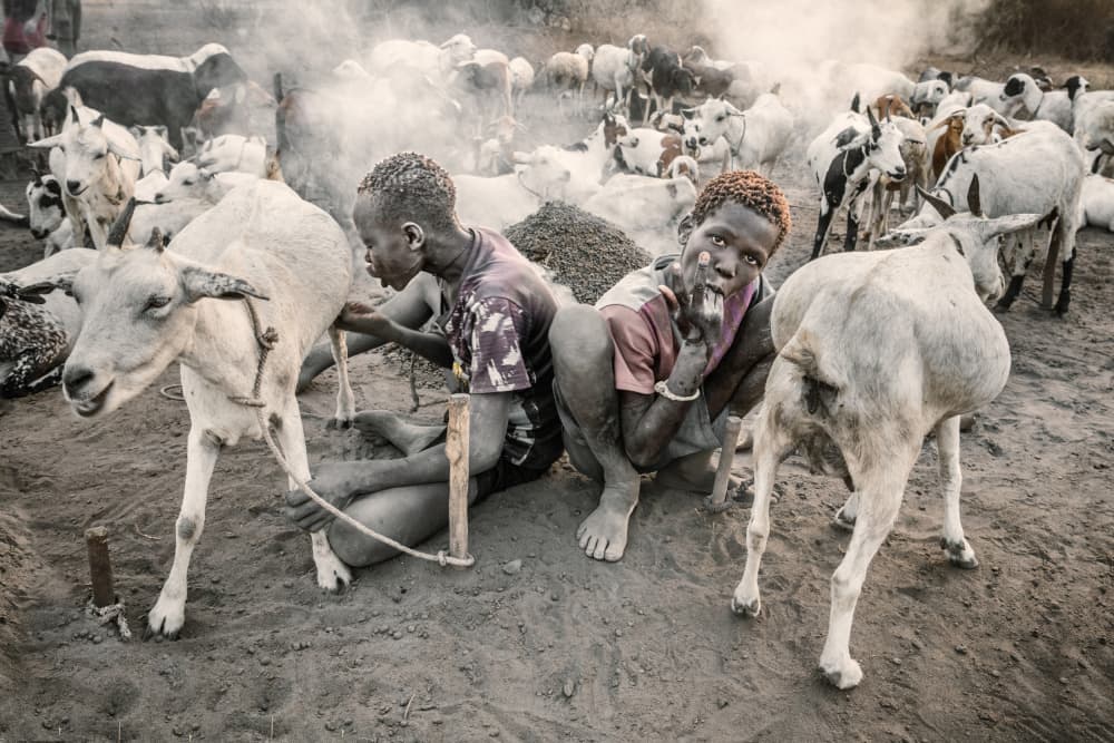 Young Herders And Goats by Trevor Cole — canvas wall art