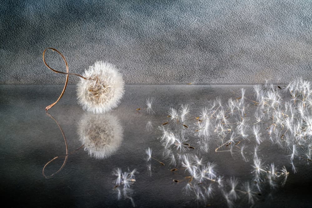 Blown Dandelion Seeds by Igor Kopcev — canvas wall art